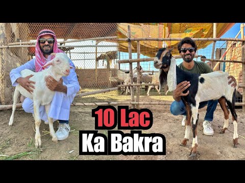 Bakra Lene Dusre Shehar Jana Para 💰