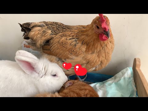 So funny! The rabbit gave the kitten a massage! The kitten fell in love with the rabbit