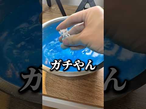 これ知ってた?wwww @haru_ouchi_asobi #検証 #バスボール #ポケモン