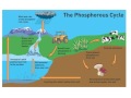 Exploring Human Impacts on Nutrient Cycles