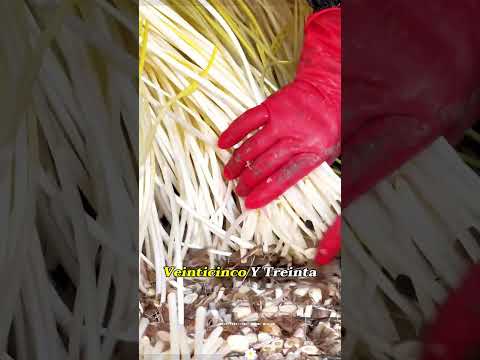 Why do Chinese people grow white garlic sprouts? #garlic #lumifarm
