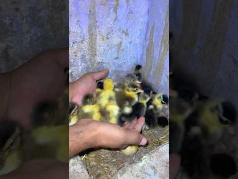 Bohat Sare Ducklings A Gaye😍 #petlover #minizoo #pets #duckling #birds #bird