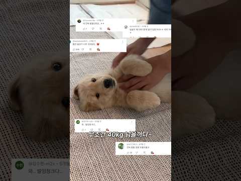 포켓강아지 우디🥹