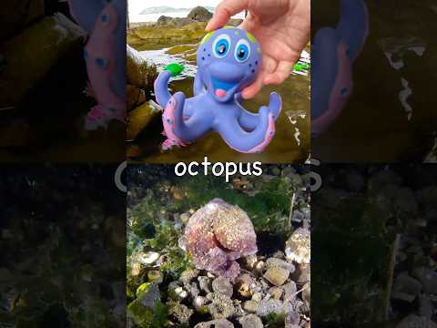 Learn Sea Animal Names at the Rock Pool for Kids: Octopus Walrus Shark Penguin Blob Fish