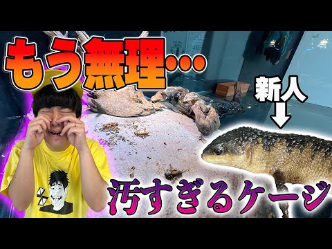 新しくワニをお迎えしたのにケージ汚しすぎて後悔してます…