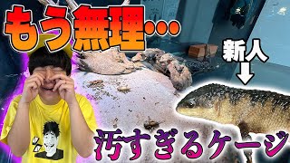 新しくワニをお迎えしたのにケージ汚しすぎて後悔してます…