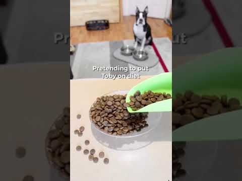 Dog diet challenge! Didn’t except that reaction!!