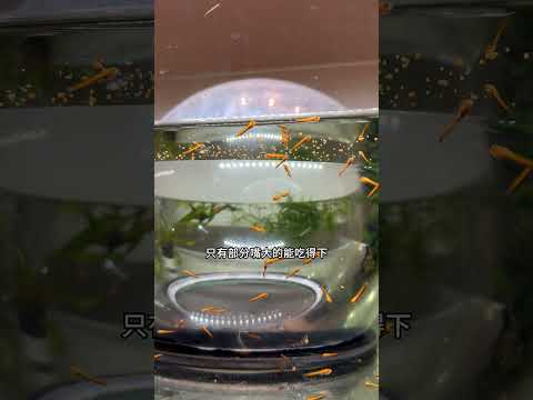 在河沟里捞到一群鱼苗带回家养,今天开口会吃饭了,希望能把它们顺利养大!