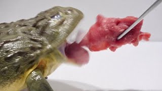 はらぺこのウシガエルに生肉を見せたらこうなる