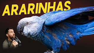Eu VI as Ararinhas-Azuis EXTINTAS da natureza!