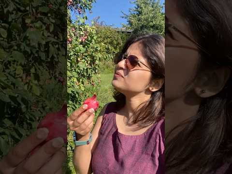 Plum കേക്കിൽ plum ഇല്ലത്രെ!🤔 😂Plum plucking 🍒 #norway #trending #minivlog #malayalam