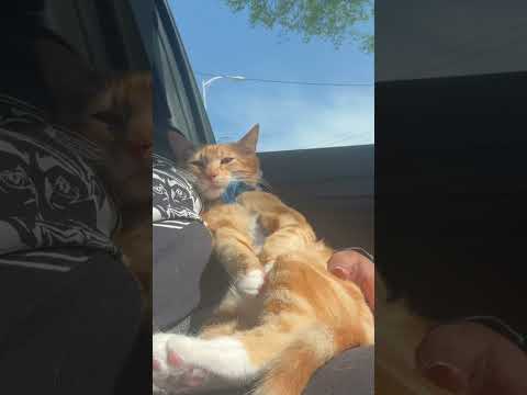 🥹 He’s just a baby #seventheorangekitten #pupcup #adventurecat #cat #cute #funnycat #catlover