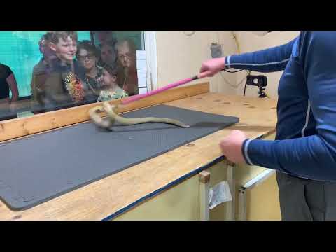 Raw unedited footage of a venom extraction from Philippine cobras (Naja philippinensis) #venomislife