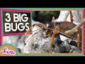 Insect Exploration Quiz