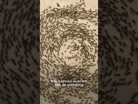 Why do ants do this creepy death spiral?