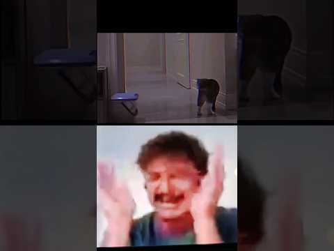 ADIOS GATITO ! #cats #sad #viralvideos #shorts