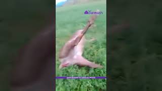В Кемине нашли мертвых оленей