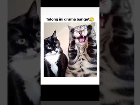 dikit dikit nangis