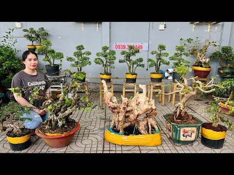 Cây cảnh 24/2 thập cẩm Khế Sam Nguyệt Sanh Mai Tùng Ổi Sơri Lêkima, Bằng Lăng - bonsai Thúy An