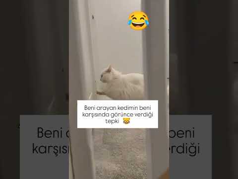 Rica etsem videoyu beğenip kanalı takip eder misin? 🐾🥰 #keşfet