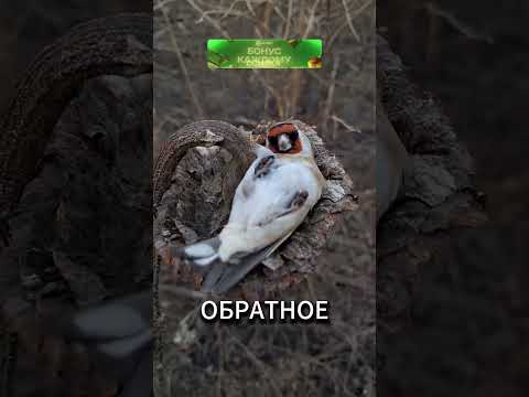 Самая спокойная птица