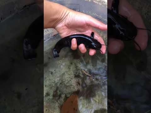 Perchè non libero il SILURO?🐟