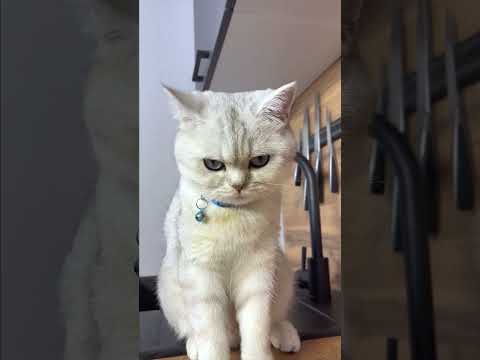 МАРСЕЛЬ СЪЕЛ БОЖЬЮ КОРОВКУ? #cat