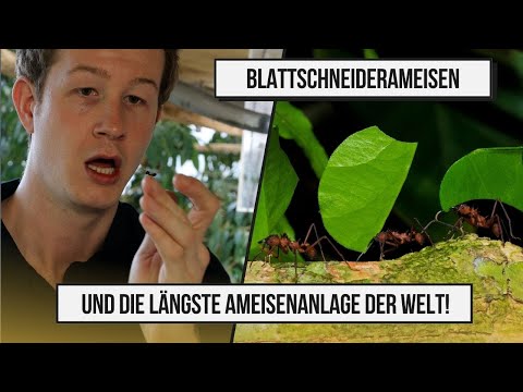 Blattschneiderameisen!