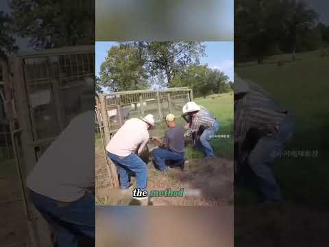 This is the Real Footage of Clearing Wild Boars, Farmers Tried Everything to Control the Overpopulat