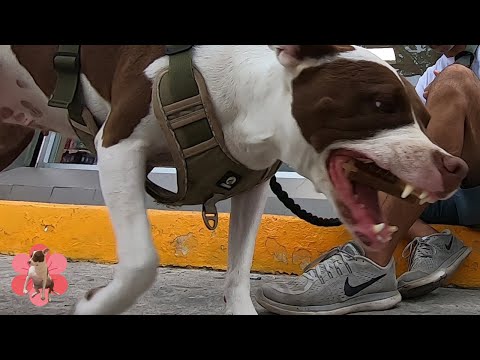 Happy dog on a walk, ice cream and treats on a cloudy day