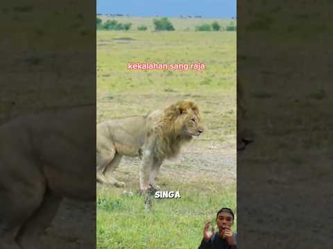 Kekalahan sang raja oleh kawanan hyena #animals #satwaliar #wildlife #alurcerita #shorts
