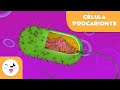 Prokaryotic and Eukaryotic Cell Functions
