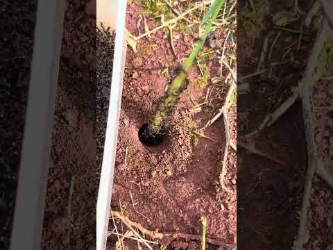 So cool - Venomous ants skills VS Smart centipede skills