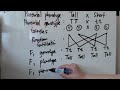 Genetic Diagrams and Ratios