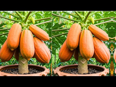 Papaya reproduction Technique To Be Dwart Plant #gardening