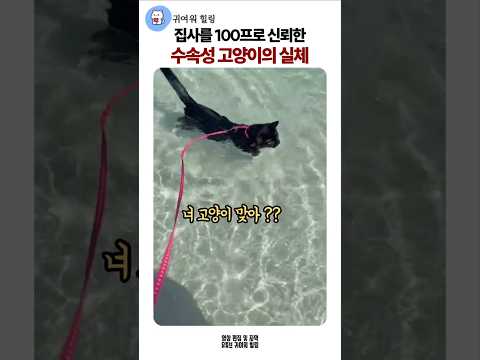 집사를 100프로 신뢰한 수속성 아기고양이의 실체 #수속성고양이 #힐링
