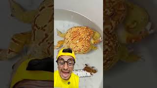 nasceu um sapinho #memes #animals #funny #mukbang