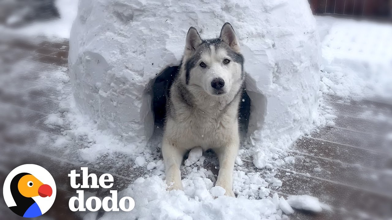 Couple Builds Igloo For Husky Who Can't Play In Snow - The Dodo