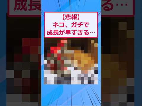 猫の成長があまりにも早すぎる⋯【2ch面白いスレ】