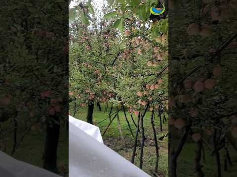 ആപ്പിൾ ഇത്രയും ചീപ്പ് ആയിരുന്നോ ഇവിടെ| Kashmir Group Tour       #travel #kashmir #apple #malayalam