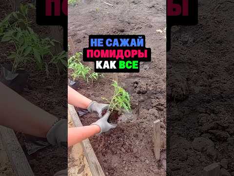 Не сажай помидоры как все #секреты #сад #огород #дача #помидоры