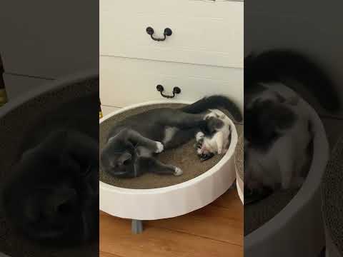 So you want a cat? Are you sure??