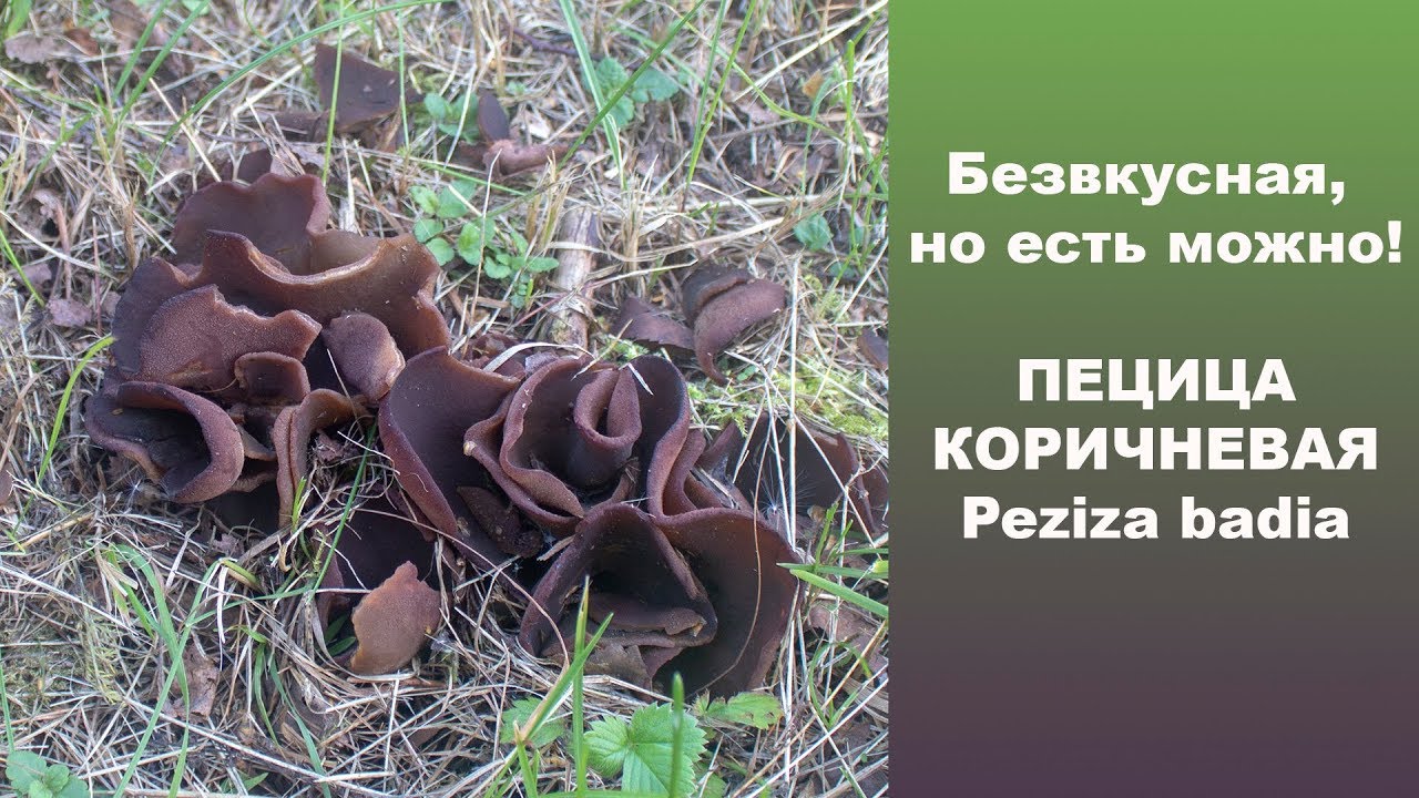 Безвкусная, но есть можно! Пецица коричневая - Peziza badia