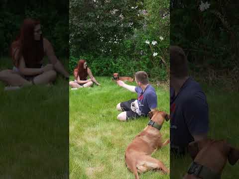Kleiner Ridgeback besucht Abby