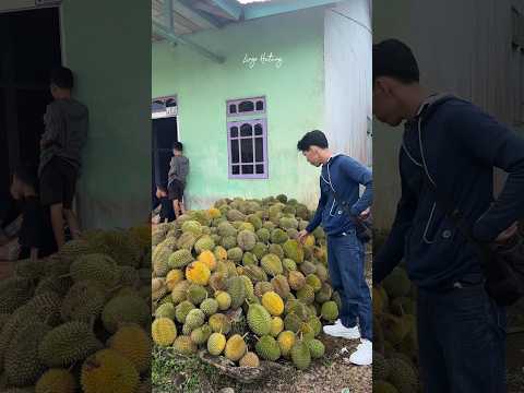 Bukit Durian Kalimantan #berburudurian #durian #durianhutan #durianindonesia #panen #fruit #shorts