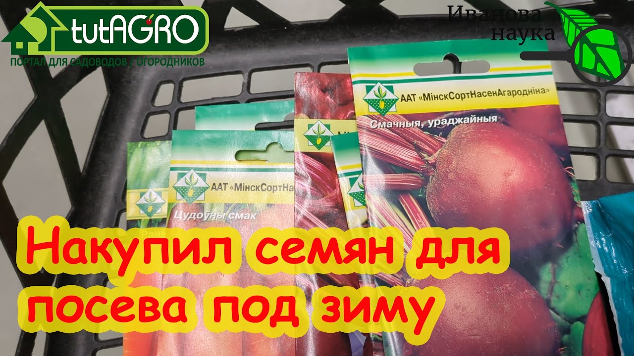 Какие сорта моркови и свёклы сеять под зиму. Правила посева семян под зиму.