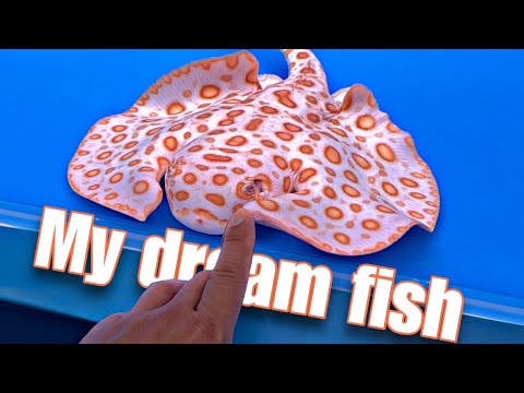 THIS HAS TO BE THE CRAZIEST FISH UNBOXING - I ALMOST GOT MY DREAM FISH!!!😩