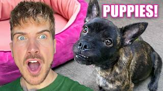 It’s Puppy Time! My Pregnant Dog is About to Give Birth