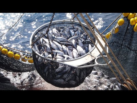 Catching and processing fish right on the boat - Fast Extreme modern fish cutting machine