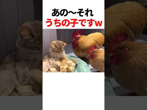 鶏の親子に圧力をかけられるw